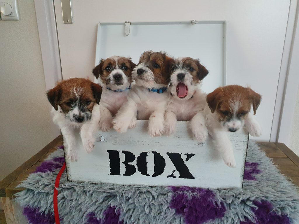 NoordHolland Kennels Nederlandse Vereniging Jack Russell Terrier